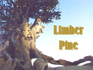 limber pine trees on Mt. Baden Powell