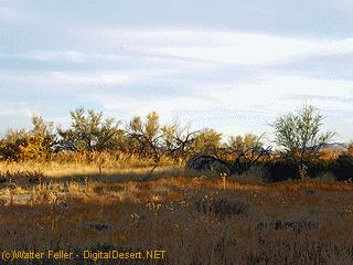Ash Meadows National Wildlife Refuge