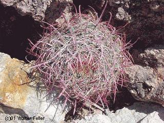 cactus of the east mojave desert
