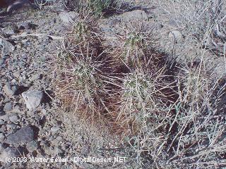 Cactus Photos
