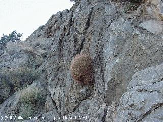 Crystal Springs, Mojave Desert