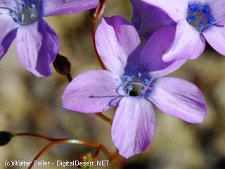 wildflowers in death valley