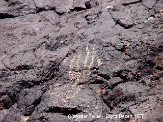 petroglyph photo