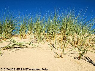 picture of rice grass on Kelso Dunes