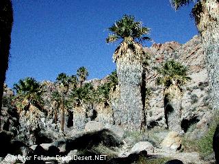 Lost Palms Oasis, Joshua Tree National Park