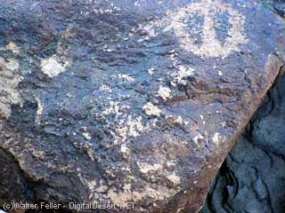 petroglyphs in East Mojave Desert