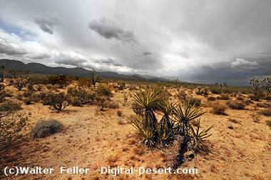 Open desert, Mojave Preserve