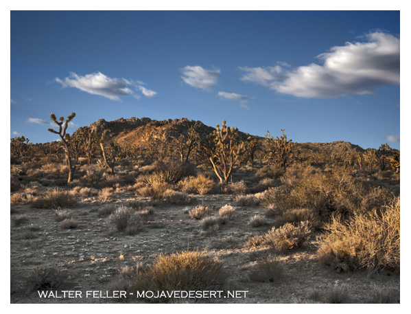 Photo of Teutonia Peak in the Mojave National Preserve