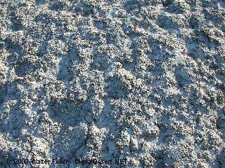 Tecopa Mud Hills photo