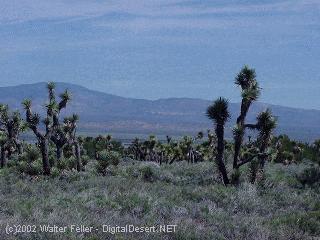 joshua tree woodland, ripley state park, california