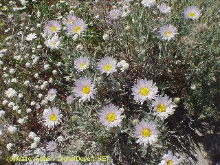 wildflower photo
