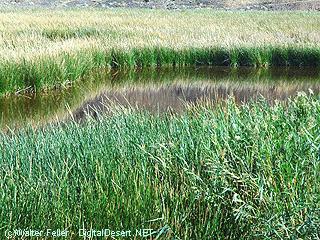 Saratoga Springs, Death Valley