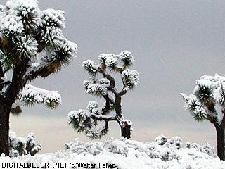 Snow on Joshua trees
