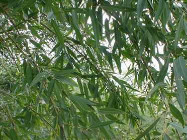 photo of desert willow