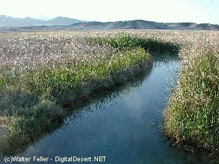 Tecopa Hot Springs photo