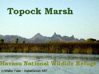 Havasu Wildlife Refuge