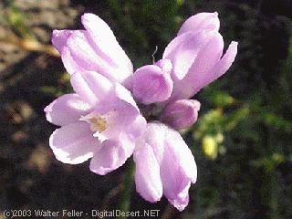 wild flowers of fossil falls, north mojave desert