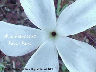 wild flower photos