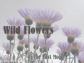 wild flower photos of the east mojave desert