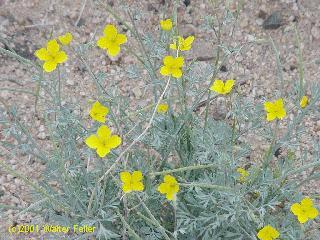 wild flowers of the east mojave desert