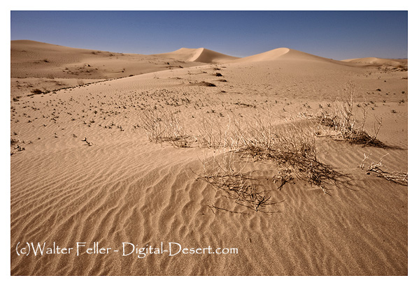 Photo of Cadiz Dunes wilderness sand dunes area