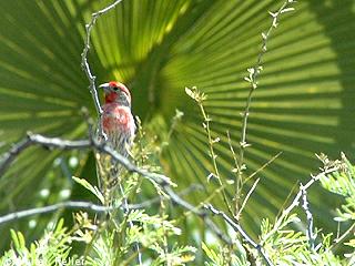 picture of House Finch