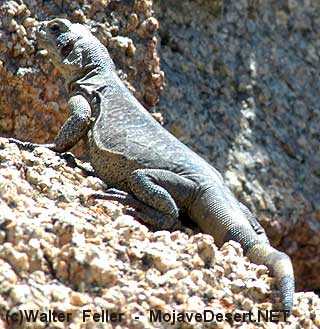 photo of chuckwalla lizard