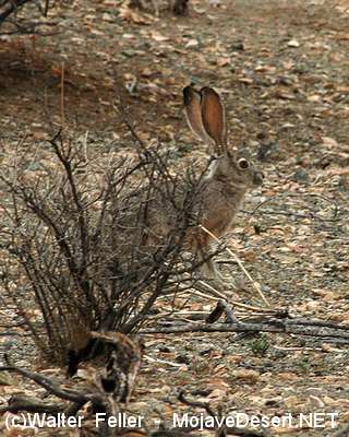 wildlife -
