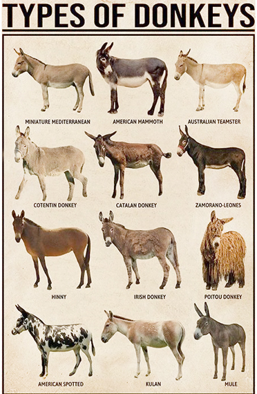 chart of type of donkeys/burros