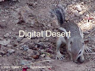 wildlife - 