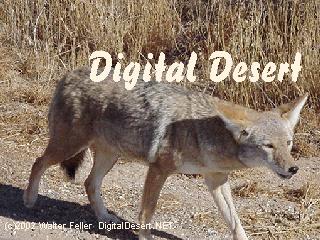 wildlife - coyote