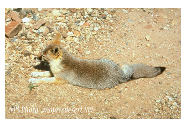 Kit Fox - Desert Wildlife