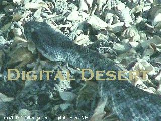 wildlife -