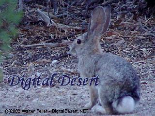 wildlife - 