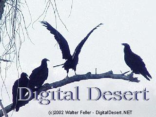 wildlife - 