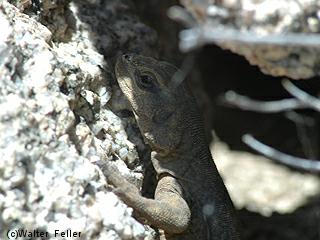 Chuckwalla picture