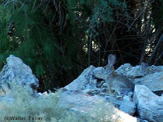 Cottontail rabbit picture