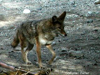 Coyote picture