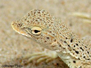 Mojave fringe-toed lizard picture