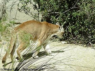 Mountain Lion picture