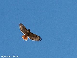 Red-tailed Hawk picture
