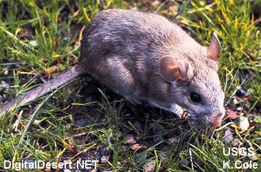 desert pack rat