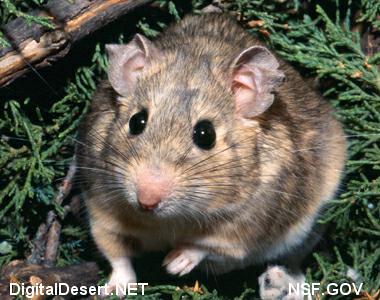 desert wood rat