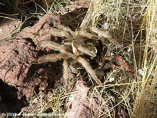 Tarantula picture