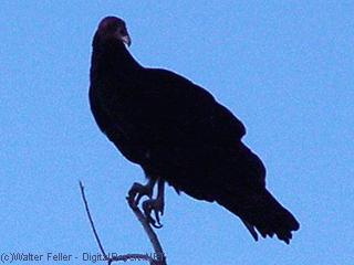 Vulture, Buzzard picture