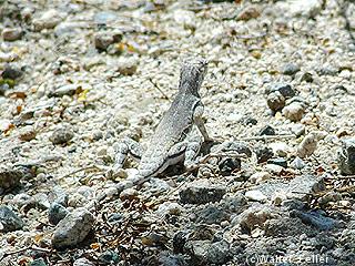 Zebra-tailed Lizard picture