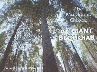 photo looking up into canopy of mariposa grove of giant sequoia trees