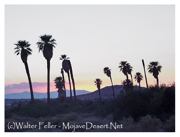 Oasis of Mara, Joshua Tree National Park Visitor Center